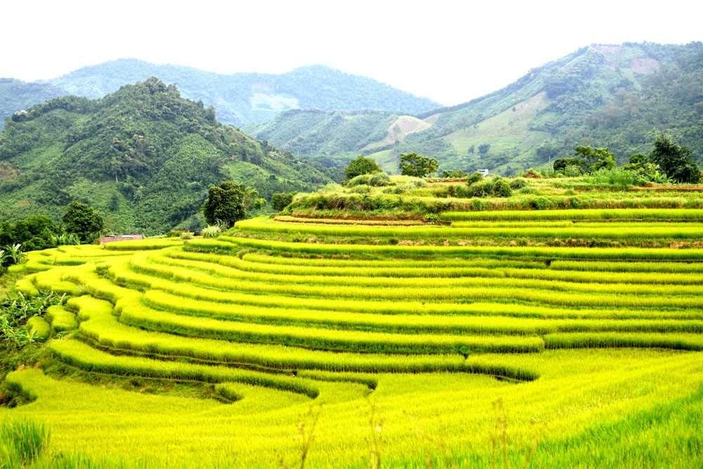 Ruộng bậc thang ở Khe Ngàn ( xã Đại Dực) rực rỡ giữa mùa vàng - ảnh: Trí Trung.jpg