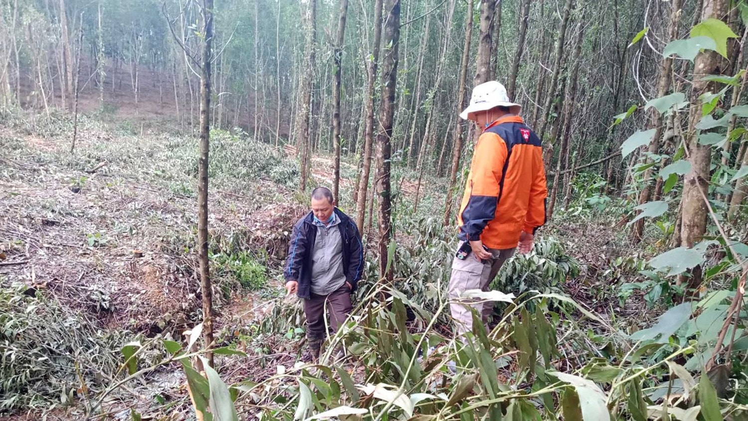 Ông Khiêm chỉ vị trí nơi ông phát hiện quả bom trên rừng tràm của mình ở thị trấn Bến Quan, Vĩnh Linh. Nguồn: RENEW