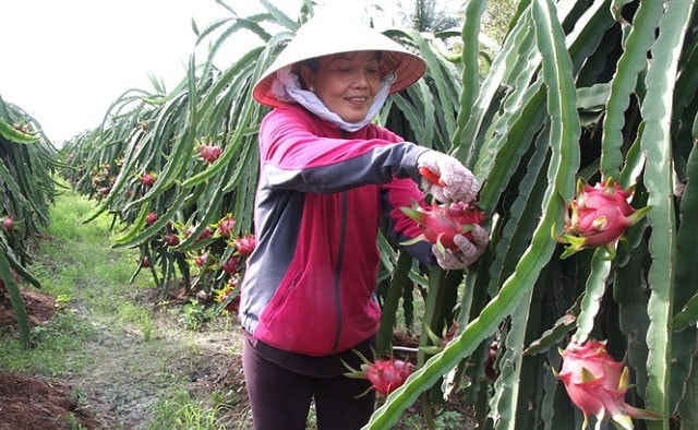 Long An phát triển vùng thanh long bền vững theo hướng sản xuất nông nghiệp ứng dụng công nghệ cao