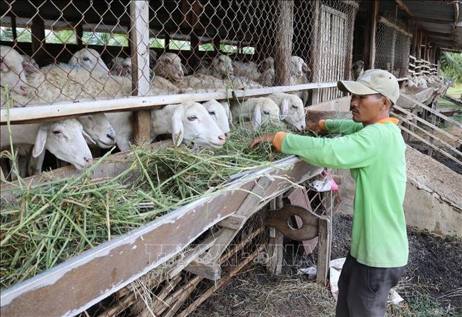 Tăng cường gắn đầu tư các mô hình kinh tế với nguồn vốn tín dụng chính sách xã hội và tiêu thụ sản phẩm hàng hóa Ảnh: Phước Thành