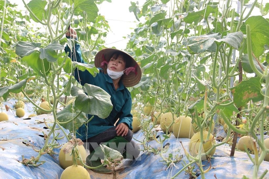 Ứng dụng công nghệ cao trong trồng dưa lưới đem lại sản phẩm chất lượng, bảo đảm an toàn Nguồn: TTXVN