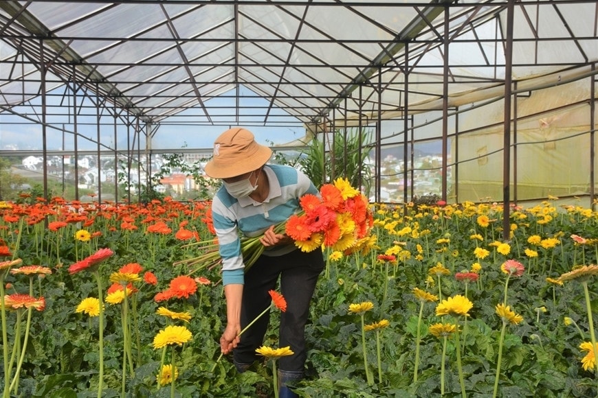 Hà Nội hiện đang ưu tiên phát triển nông nghiệp công nghệ cao, ứng dụng các thiết bị thông minh nhằm thích ứng với biến đổi khí hậu Ảnh: Tường Vy