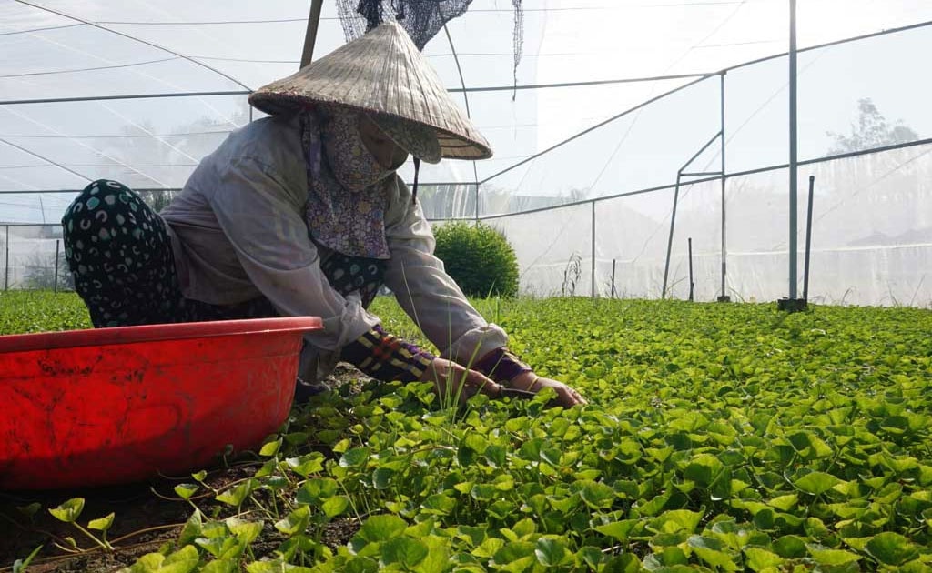 Hợp tác xã đóng vai trò quan trọng trong phát triển kinh tế nông nghiệp