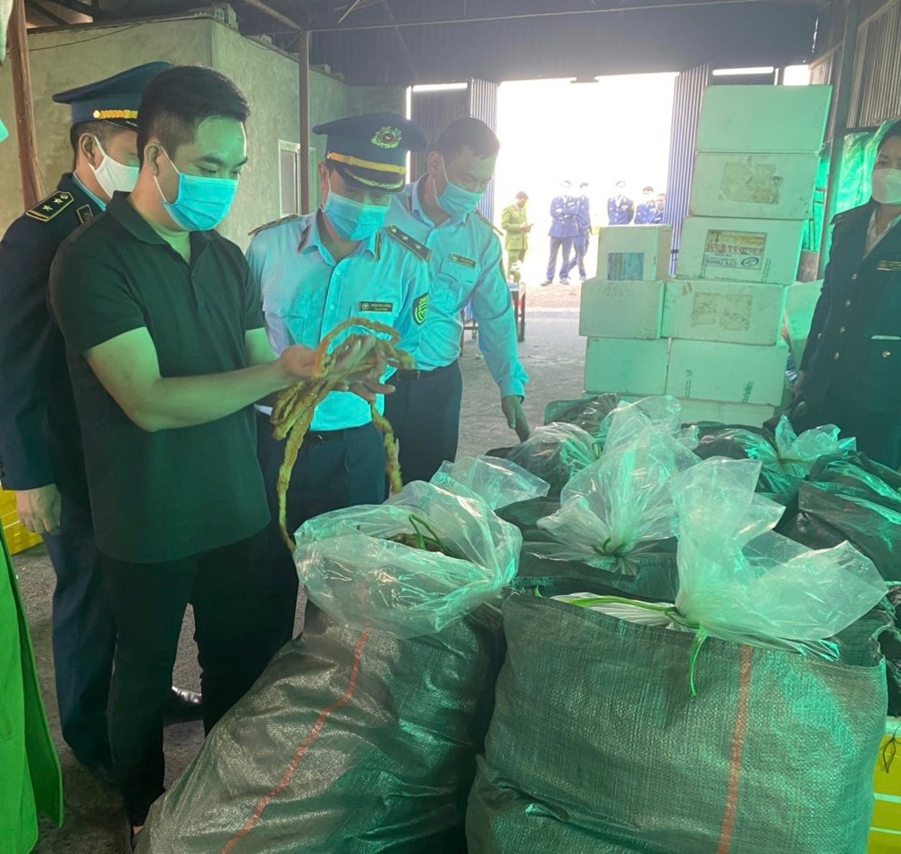 Lực lượng chức năng đang kiểm tra lô hàng là nội tạng lợn nhiễm bệnh