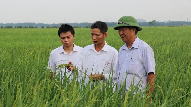 Thương hiệu nếp cái hoa vàng Yên Phụ, huyện Yên Phong, tỉnh Bắc Ninh được người tiêu dùng ưa chuộng với đặc tính dẻo thơm, đậm đà