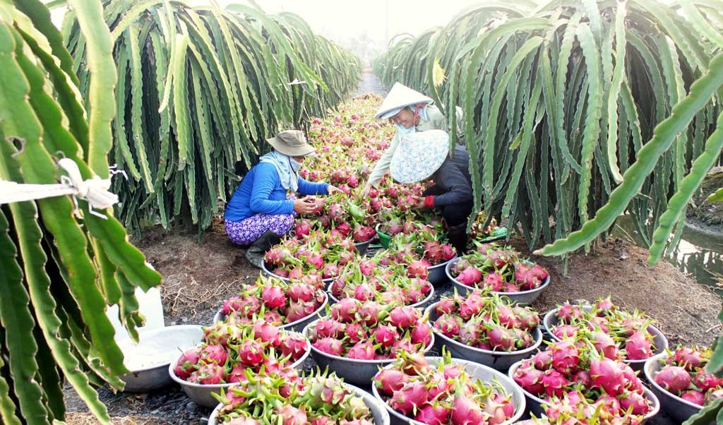 Phát triển nông nghiệp ứng dụng công nghệ cao gắn với tái cơ cấu ngành nông nghiệp góp phần tăng năng suất