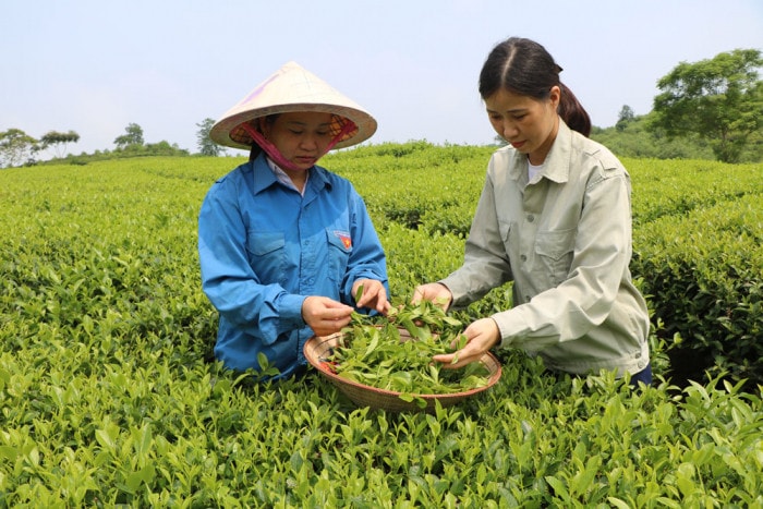 Nông dân thu hoạch chè tại Hợp tác xã chè Văn Miếu huyện Thanh Sơn, tỉnh Phú Thọ Nguồn: ITN