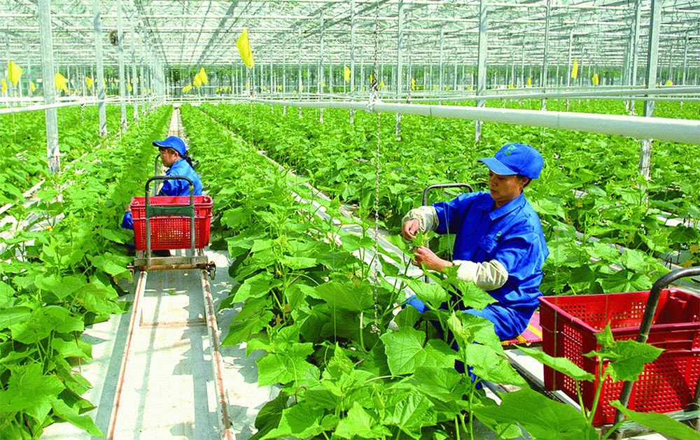 Ứng dụng công nghệ trong nông nghiệp ngày càng được đẩy mạnh Nguồn: ITN