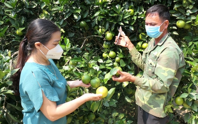 Cán bộ nông nghiệp xã Vĩnh Hảo, huyện Bắc Quang hướng dẫn người dân chăm sóc cam Nguồn: Báo Nhân dân