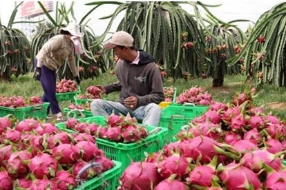 Tìm cách tiêu thụ 300.000 tấn thanh long trong quý I.2022 Nguồn: ITN
