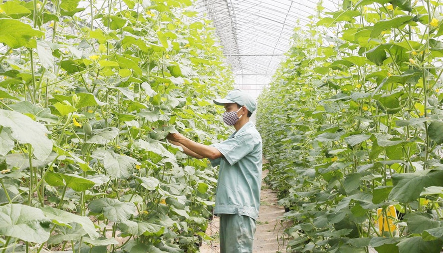 Chăm sóc rau sạch tại Hợp tác xã Thanh Đa (huyện Phúc Thọ) Ảnh: Minh Thái