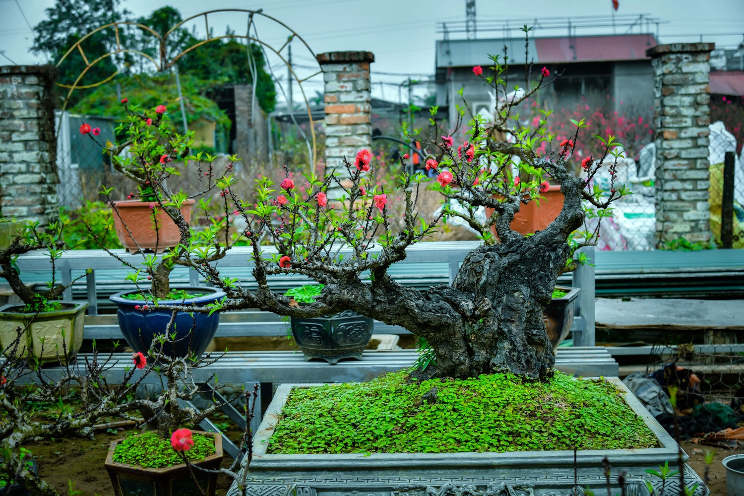 Nhộn nhịp sắc xuân phố phường Hà Nội -5