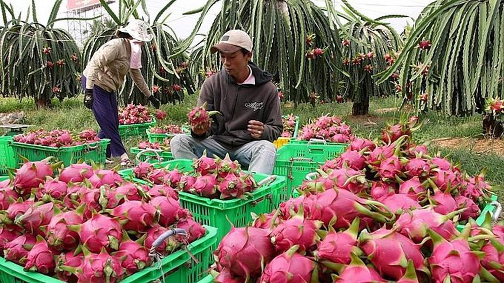 Lạng Sơn dừng tiếp nhận phương tiện chở hoa quả tươi lên các cửa khẩu từ 17.1