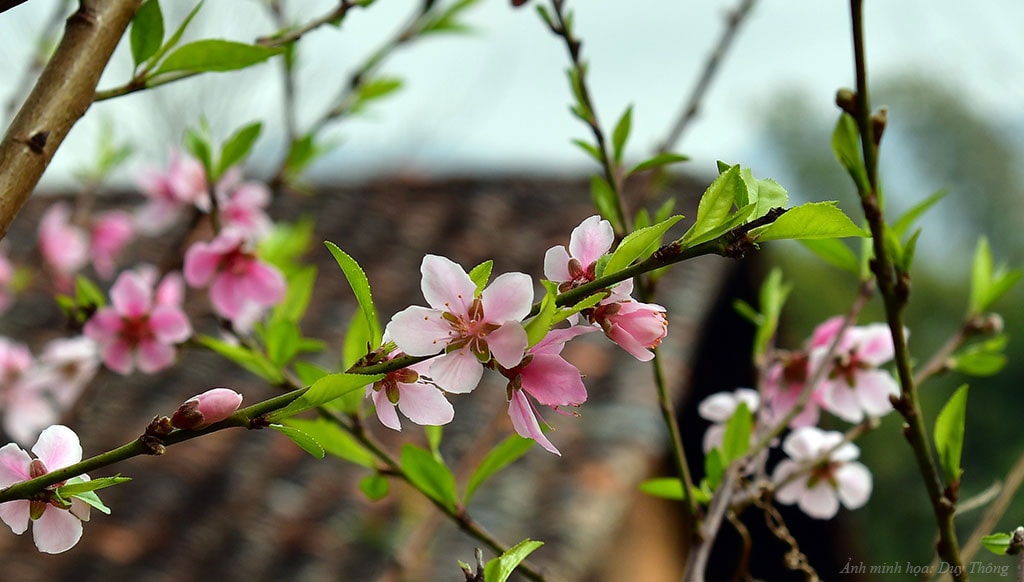 Đong đầy sắc Xuân! ảnh 4
