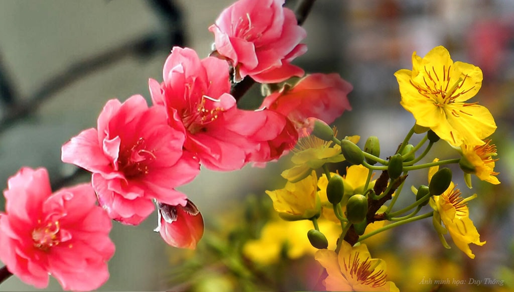 Đong đầy sắc Xuân! ảnh 1
