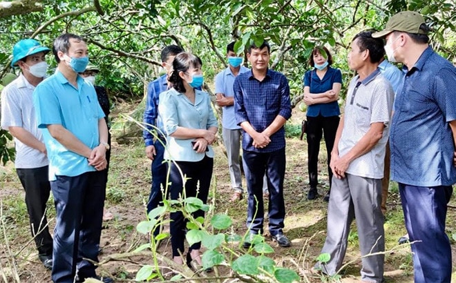 Phó Chủ tịch HĐND tỉnh Hoàng Thanh Bình cùng các đại biểu giám sát về thực hiện chính sách hỗ trợ phát triển nông, lâm nghiệp và thủy sản tại huyện Trấn Yên