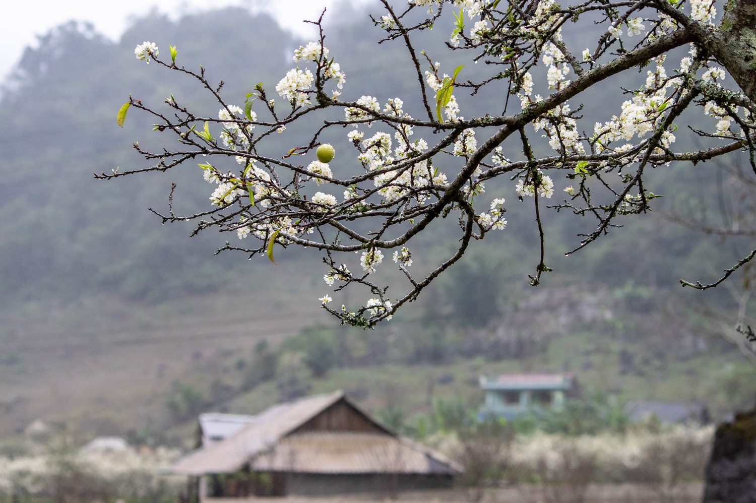 Mùa xuân trên núi rừng Tây Bắc -6