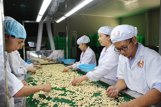 Công nhân chế biến hạt điều tại công ty Phúc An, Bình Phước