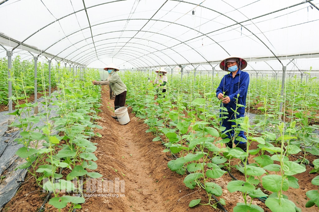 Mô hình nông nghiệp thông minh trong sản xuất rau an toàn tại Công ty cổ phần Đầu tư công nghệ xanh. Ảnh: Trường Giang