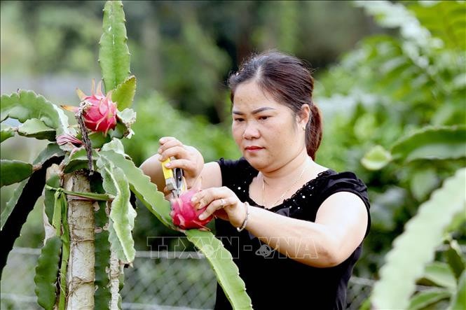 Phân bón chuyên dùng Đầu Trâu giúp cây thanh long cân bằng dinh dưỡng -0
