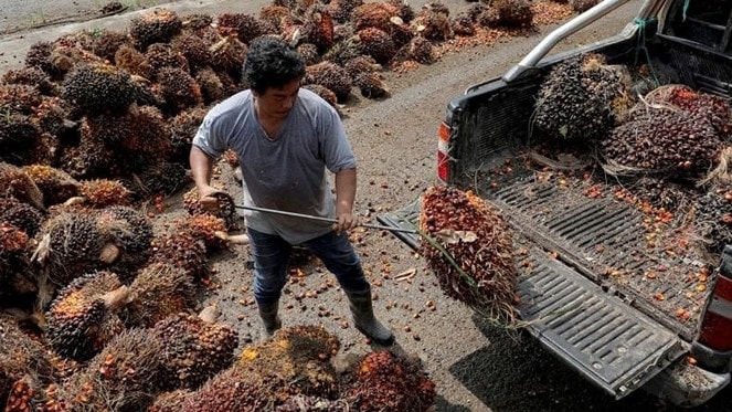 Malaysia đứng trước khủng hoảng thiếu nhân công