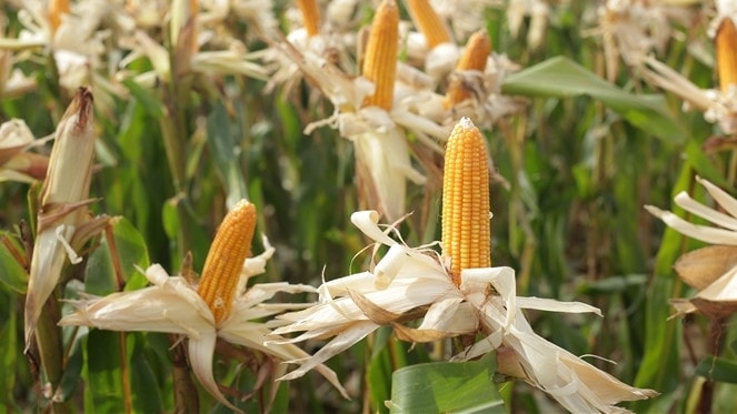 Hiện có 60,9 triệu hecta canh tác ngô biến đổi gene trên toàn cầu.