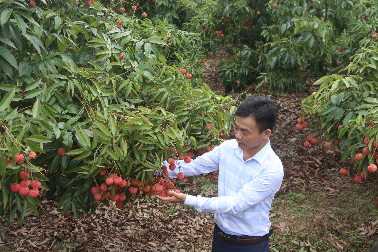 Cán bộ phòng nông nghiệp huyện Thanh Hà kiểm tra chất lượng quả vải