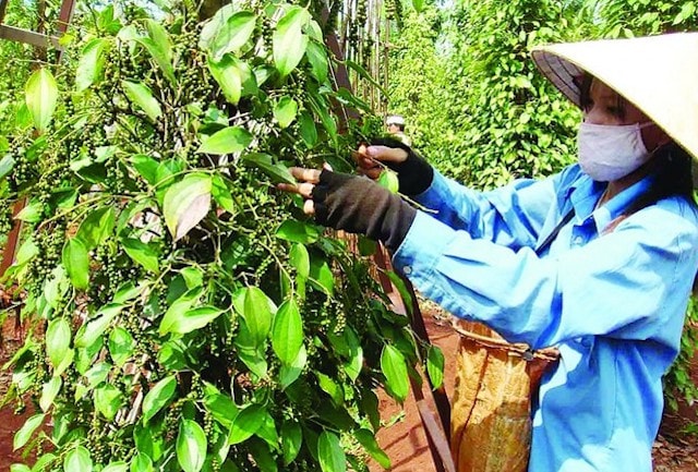Tăng khả năng ra hoa, đậu quả cho cây hồ tiêu -0