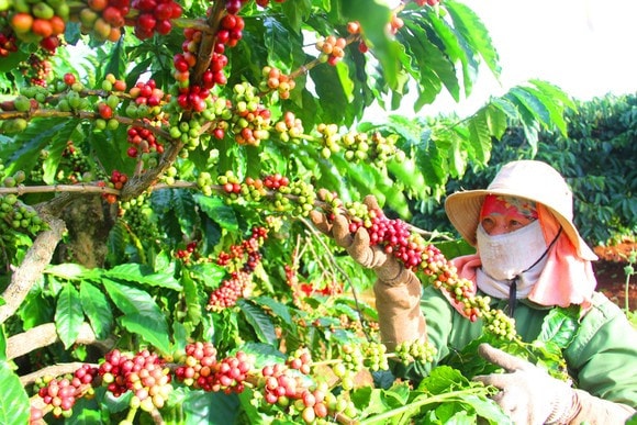 Phân bón Đầu Trâu mùa mưa bón cho cây cà phê vào giữa và cuối mùa mưa với khối lượng 600-800kg/ha/lần