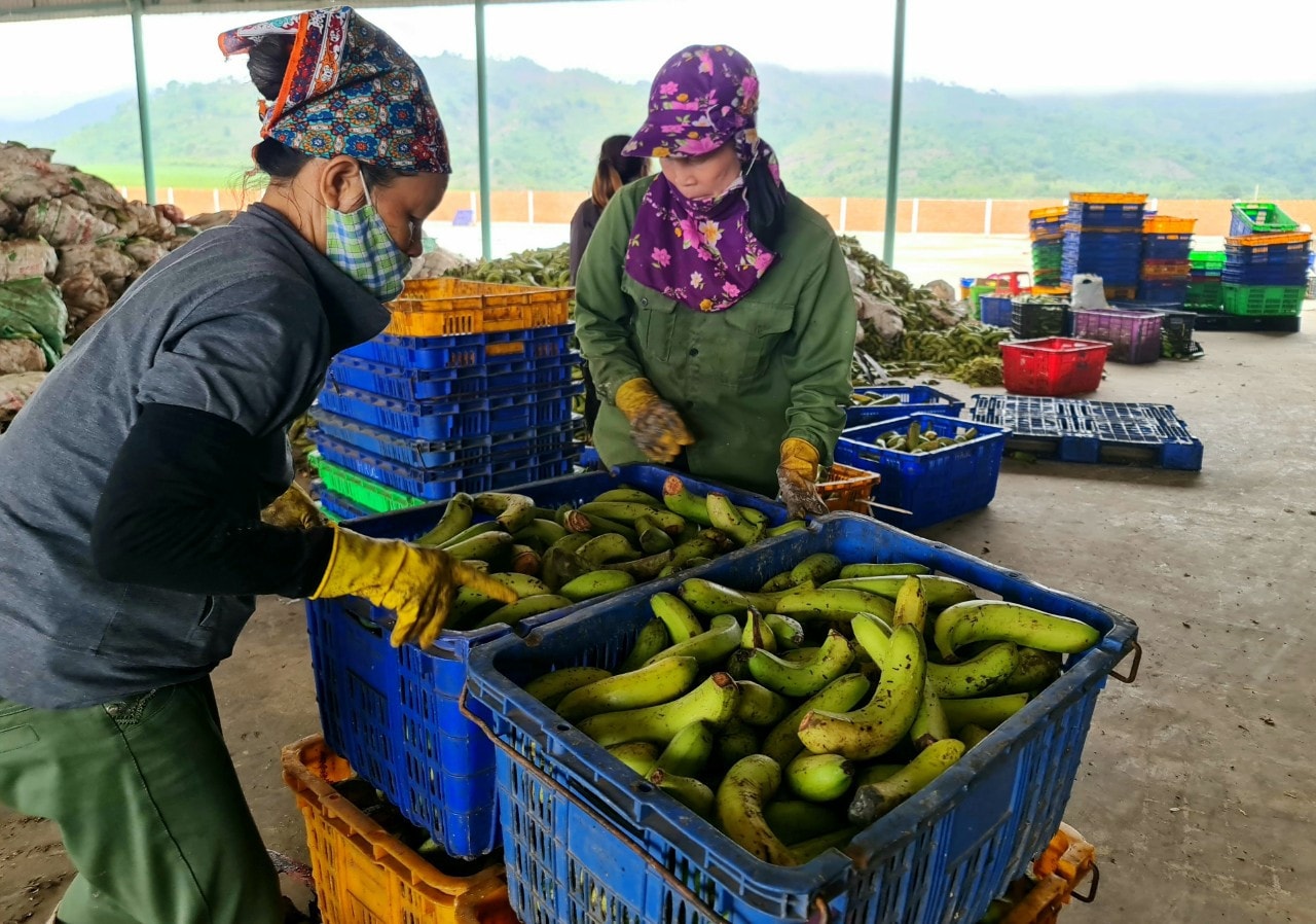 Chuối thải vận chuyển về khu chế biến thức ăn nuôi heo