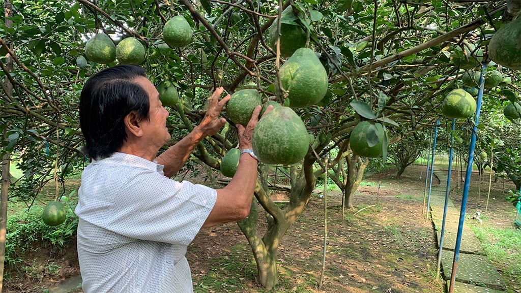 Lấy giá trị làm cốt lõi trong phát triển nông nghiệp -0