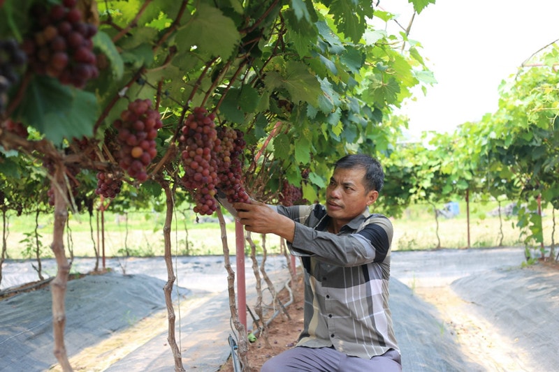 Nho hạ đen giá bán 150.000 đồng/kg tại vườn. Nguồn: ITN 