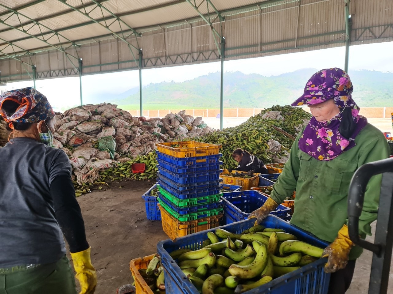 Vận chuyển chuối thải loại để làm thức ăn nuôi heo
