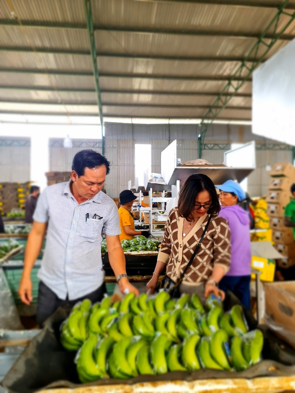 mặt hàng chuối của TĐ HAGL chiếm lĩnh nhiều thị trường khó tính như Nhật, Hàn Quốc, EU
