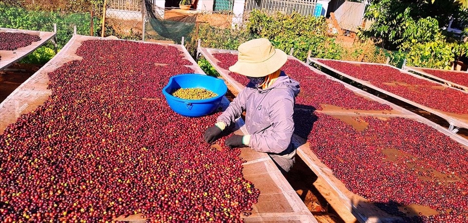 Sản phẩm cà phê của Gia Lai xuất khẩu được thị truong thế giới đánh giá cao