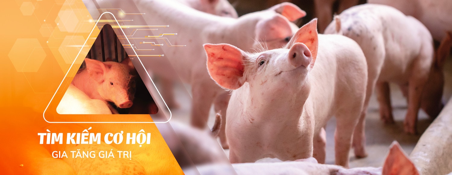 Trang trại chăn nuôi heo sạch của Tập đoàn Hoàng Anh Gia Lai