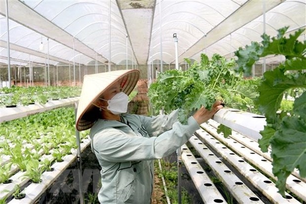 Bảo đảm các chính sách hỗ trợ đến được với hợp tác xã 