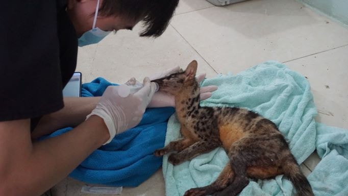 Cứu hộ thành công hai cá thể Cầy vằn bắc quý hiếm khỏi buôn bán trái phép -0