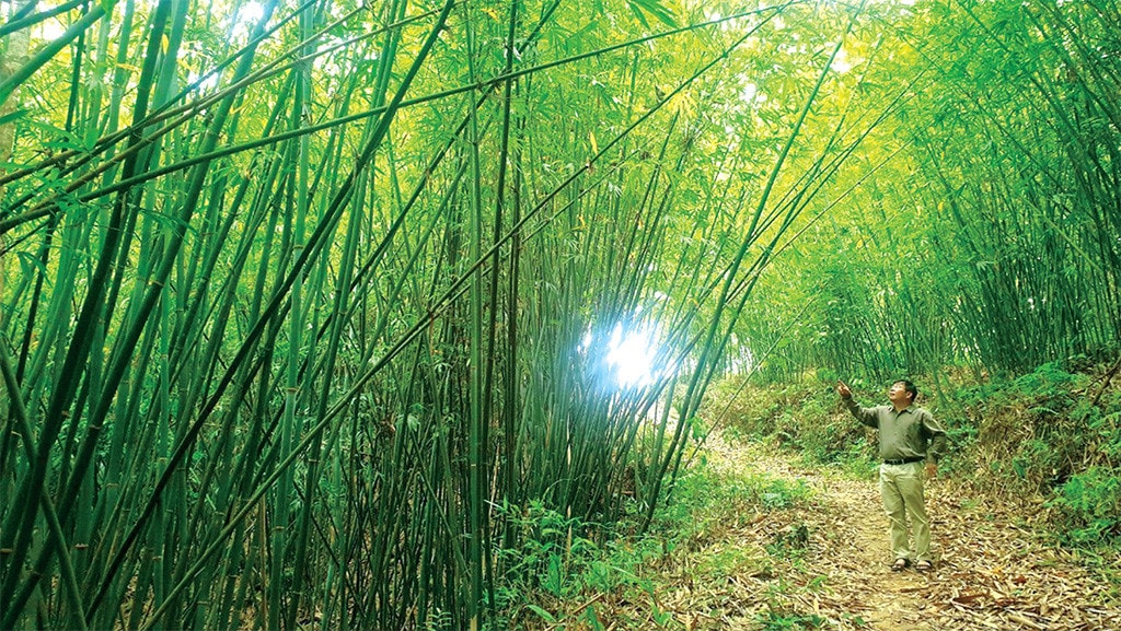 Có chính sách đặc thù để giao đất, giao rừng hiệu quả -0