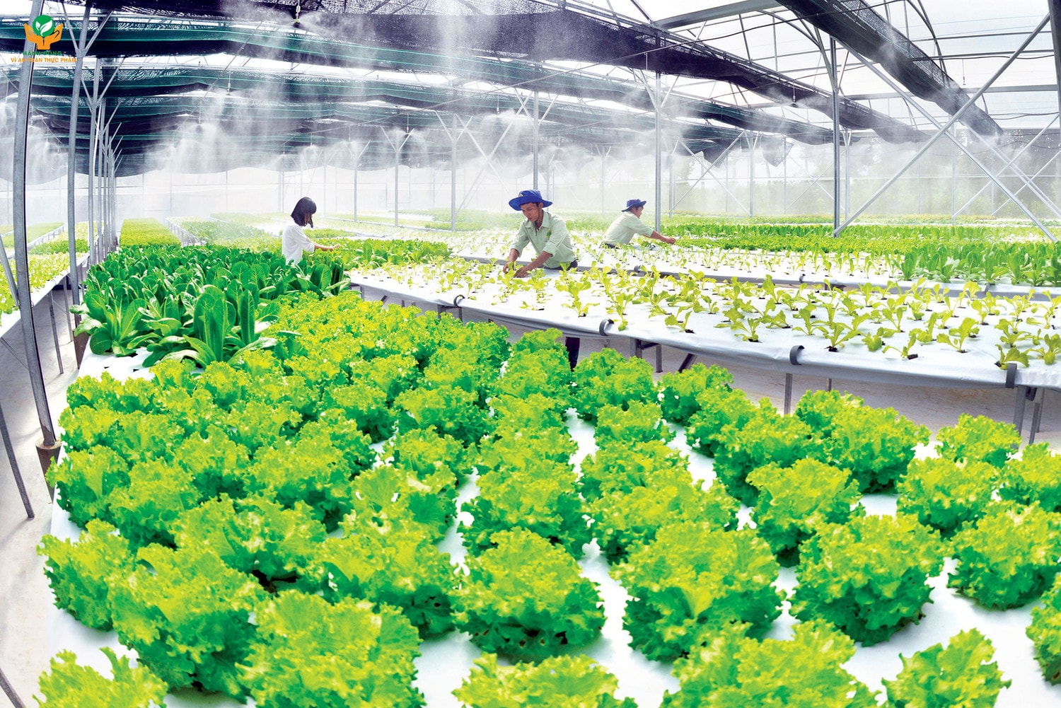 Thúc đẩy chuỗi giá trị và sản xuất nông nghiệp xanh -0