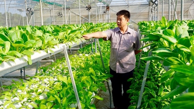 Thu hút đầu tư vào nông nghiệp tạo ra những động lực phát triển mới. Nguồn: ITN 