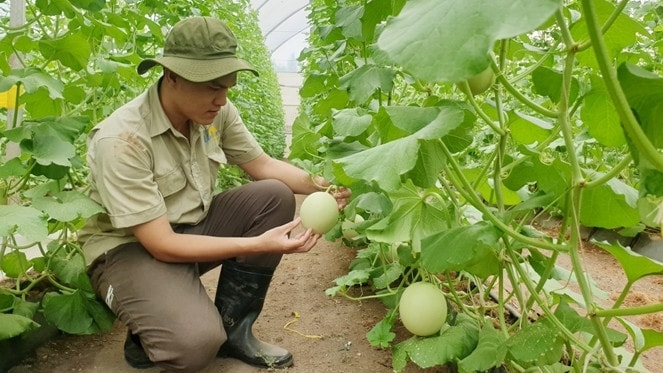 Nông dân thu hoạch dưa lưới. Nguồn: ITN 
