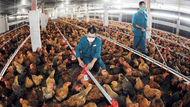Các doanh nghiệp FDI chủ yếu đầu tư vào sản xuất con giống, thức ăn chăn nuôi, mở trang trại chăn nuôi. Nguồn: ITN 