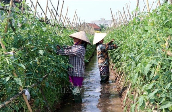 Mô hình sản xuất rau an toàn theo định hướng hữu cơ