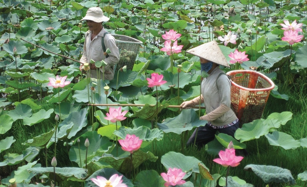 Hợp tác xã kinh doanh theo chuỗi giá trị giúp hình thành vùng sản xuất hàng hoá tập trung -0