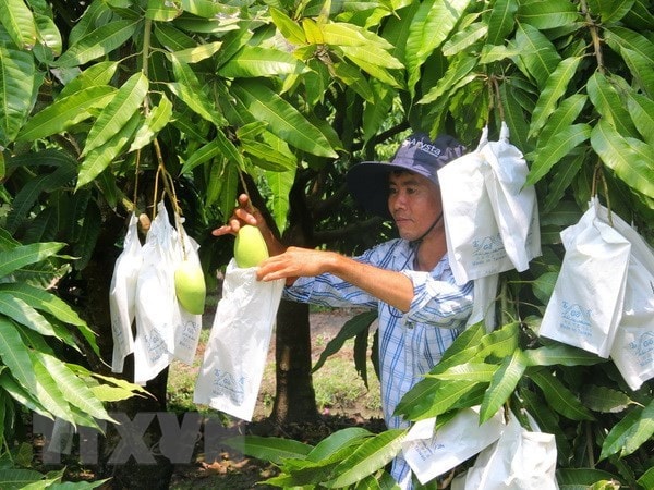 Hợp tác xã liên kết chuỗi giá trị giúp giảm chi phí, nâng cao giá trị sản phẩm -0