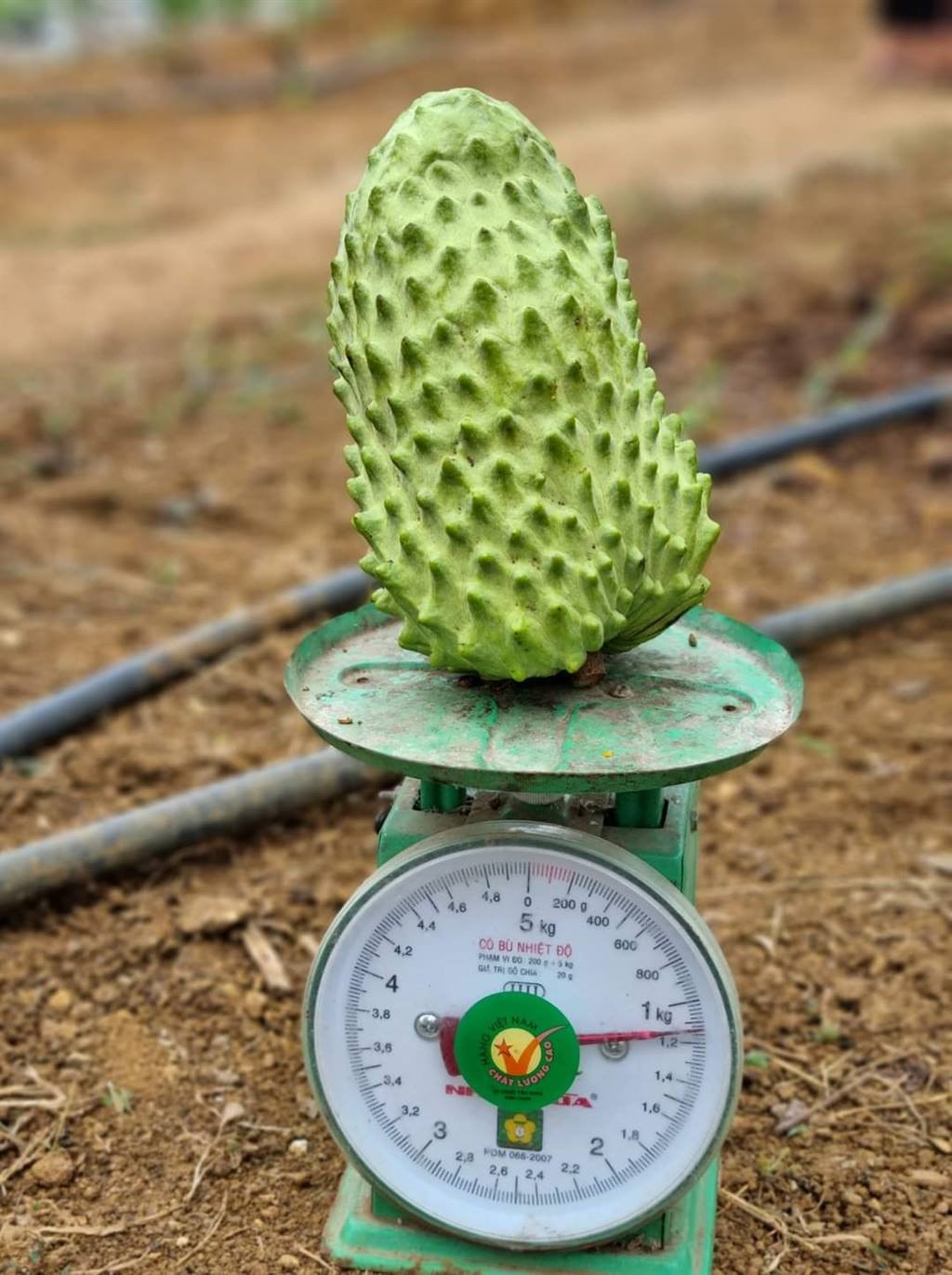 Trái na sầu riêng nặng gần 1,2 kg của Hợp tác xã Mé Lếch - Ảnh: Thu Hiền