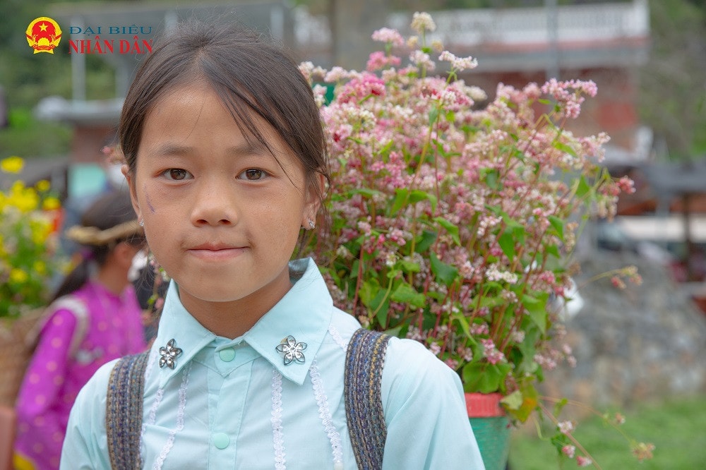 Hà Giang mùa hoa tam giác mạch -3