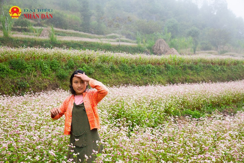Hà Giang mùa hoa tam giác mạch -0