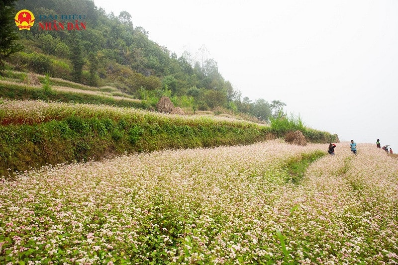 Hà Giang mùa hoa tam giác mạch -0